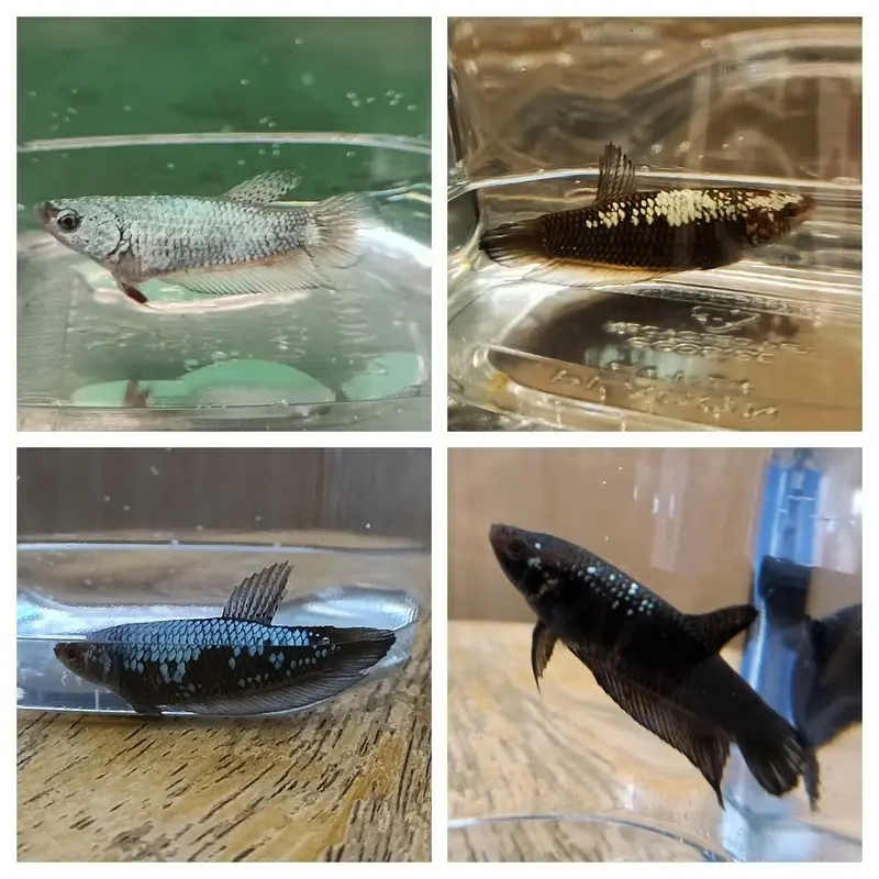 Black Samurai Plakat Betta - Betta splendens - Female