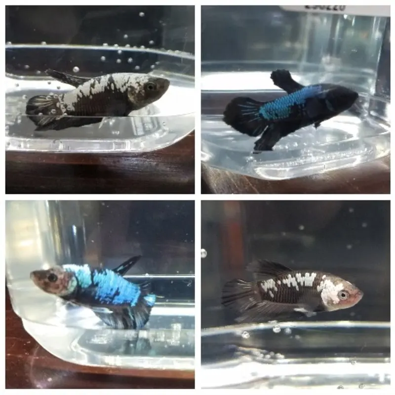 Blue Panda Plakat Betta - Betta splendens - Male