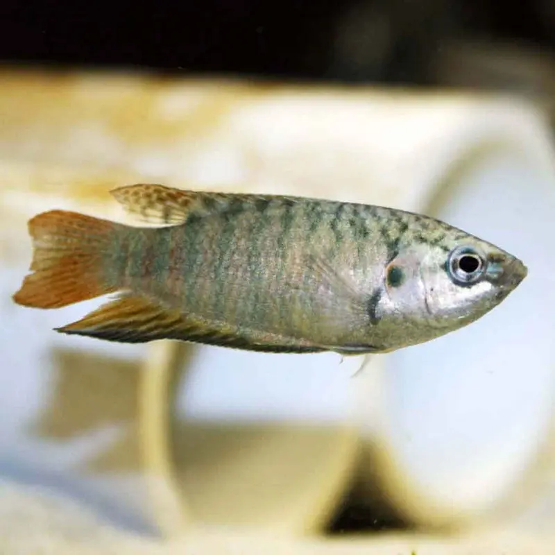 Blue Paradise Fish - Macropodus opercularis