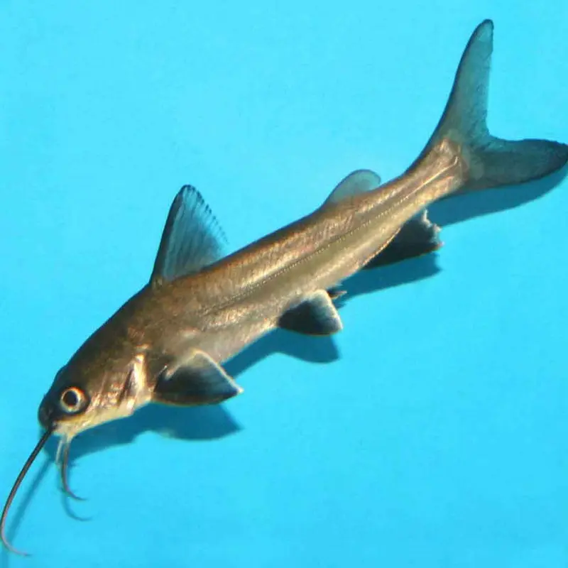 Columbian Shark - Sciades seemanni