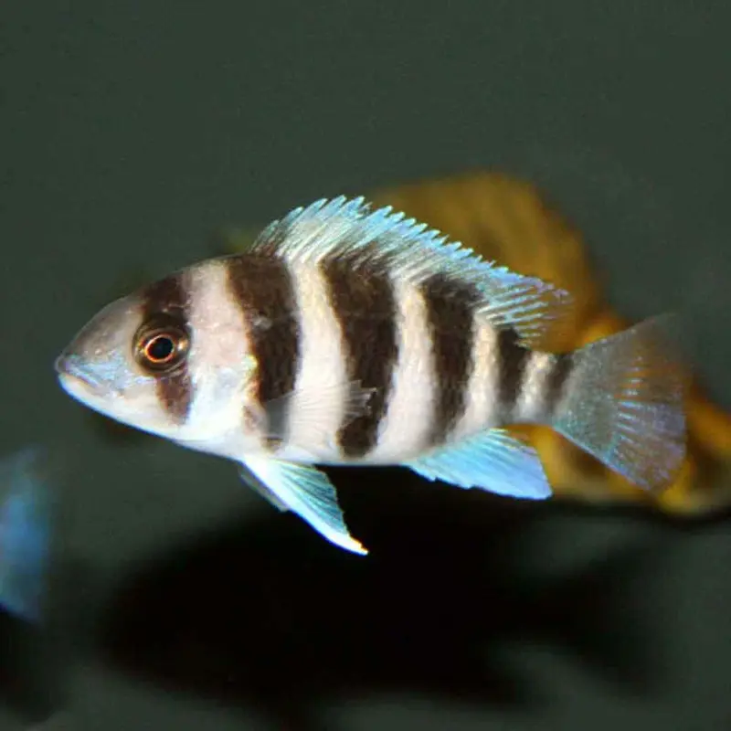 Cyphotilapia sp. - North Burundi variant - Small Juvenile