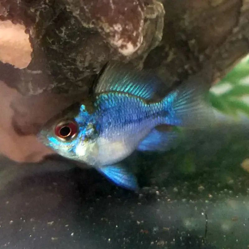 Electric Blue Balloon Ram - Mikrogeophagus ramirezi
