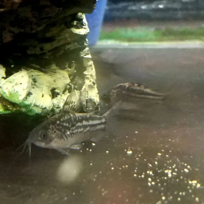 Elegant Cory - Corydoras elegans