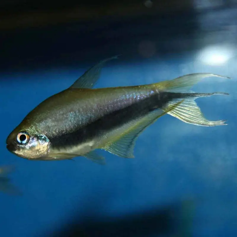 Emperor Tetra - Nematobrycon palmeri