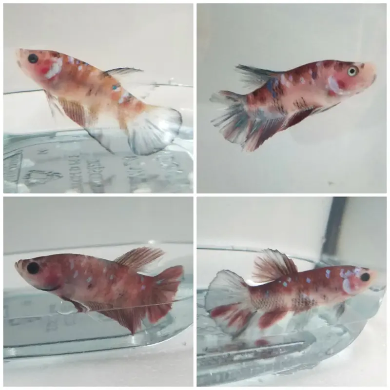 Galaxy Roundtail Betta - Betta splendens - Male