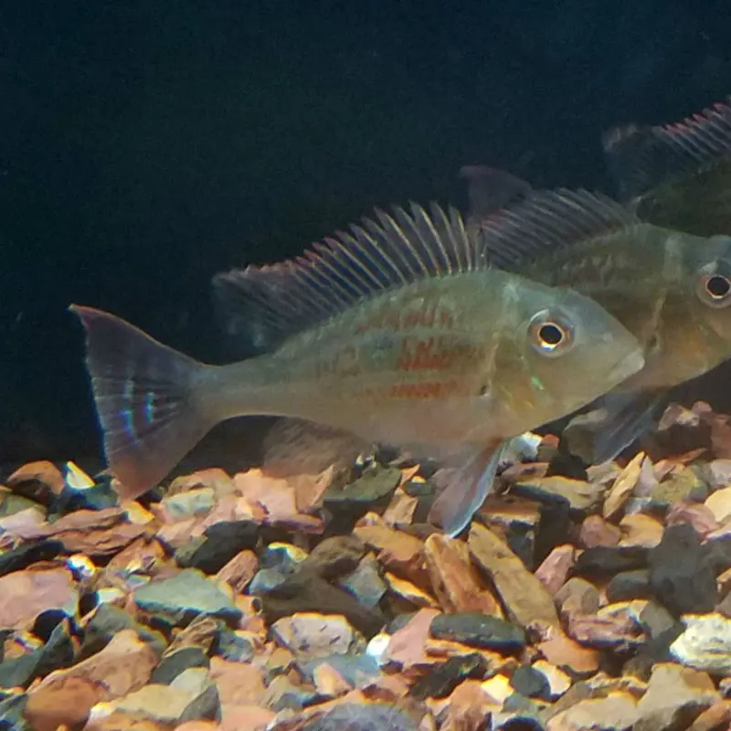 Geophagus sveni - Adult - XL