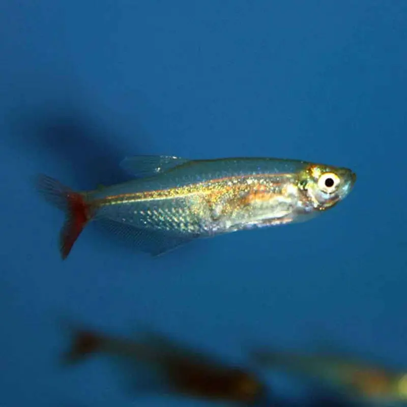 Glass Bloodfin Tetra - Prionobrama filigera