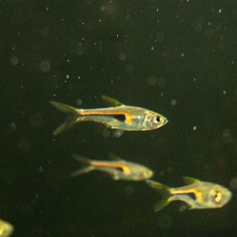 Glowlight Rasbora - Trigonostigma hengeli