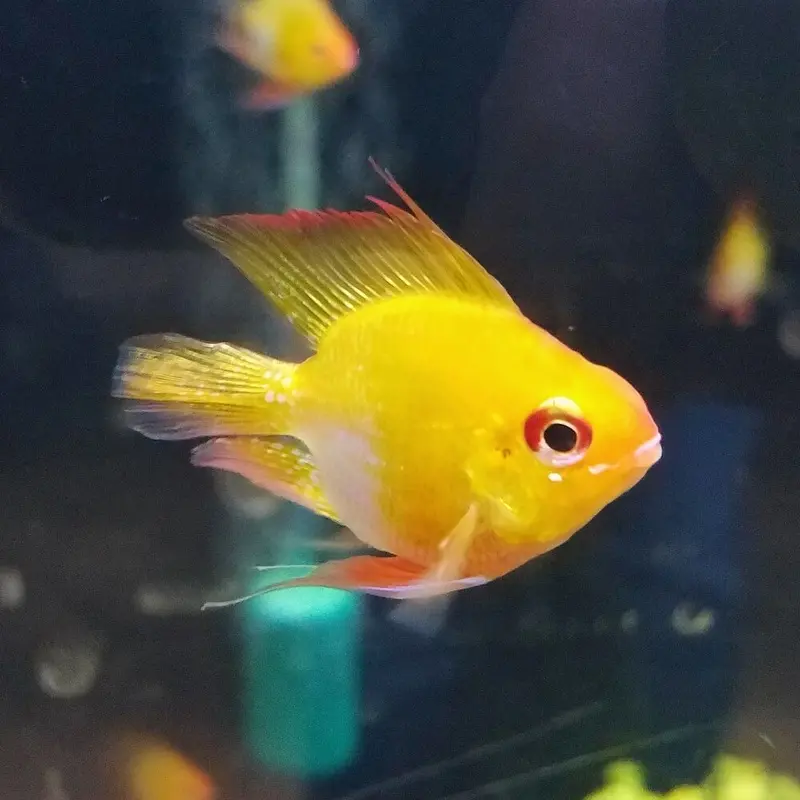 Gold Balloon Ram - Mikrogeophagus ramirezi