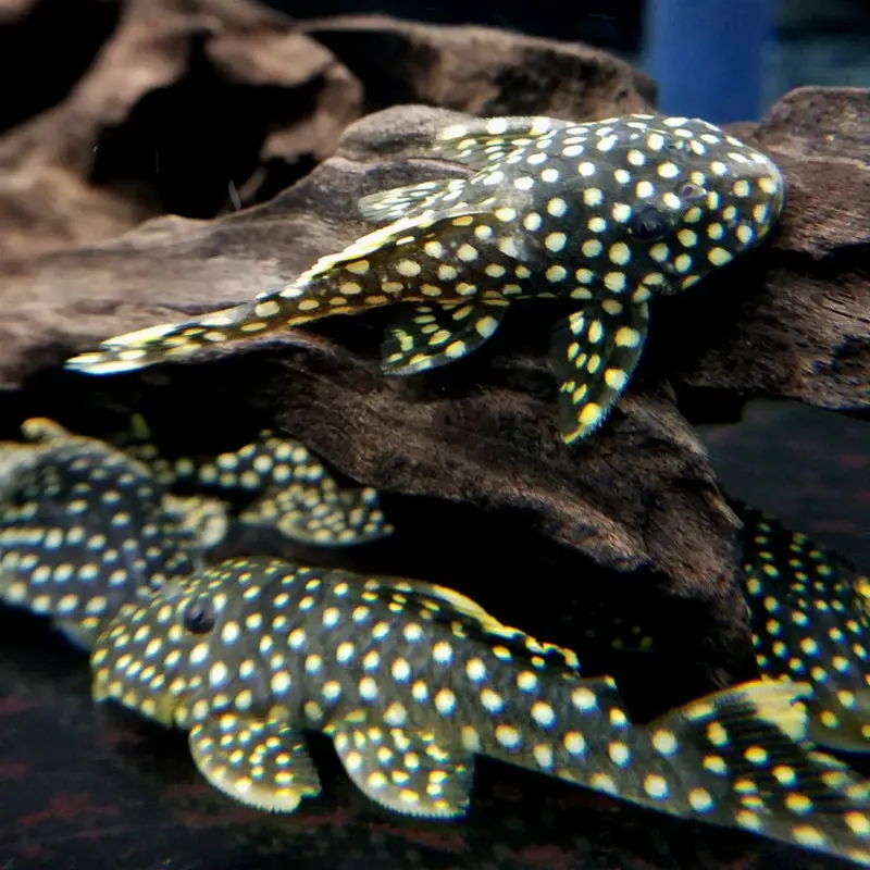 Gold Nugget Pleco - Baryancistrus sp. L018 - Small/Medium