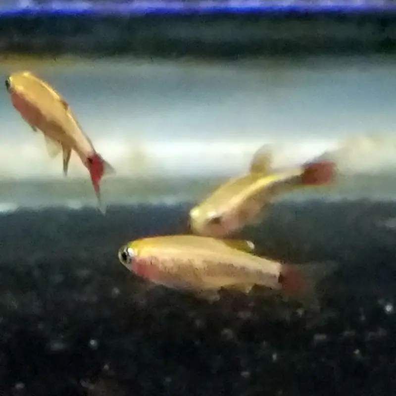 Gold White Cloud Mountain Minnow - Tanichthys albonubes
