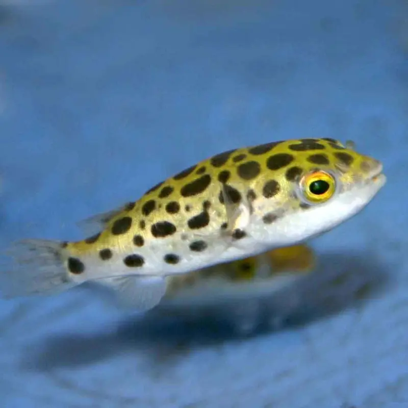 Green Spotted Puffer - Tetraodon nigroviridis - Small