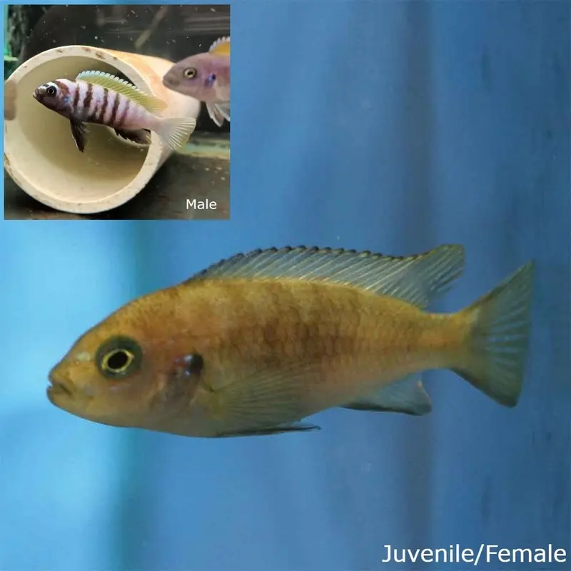 Jalo Reef Afra - Cynotilapia afra