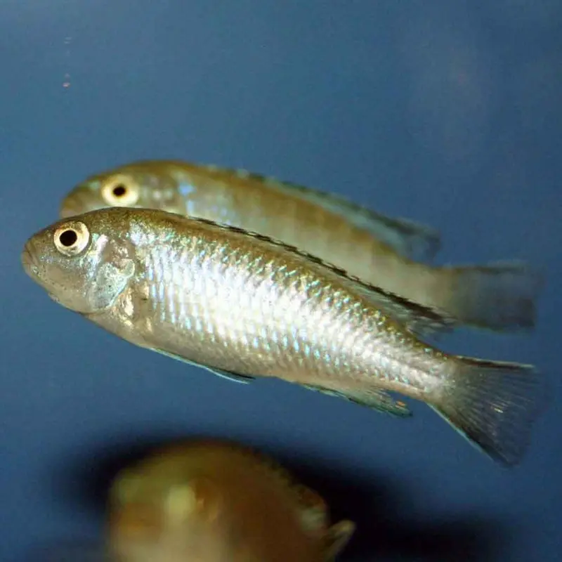 Jewel Spot Elongatus - Pseudotropheus elongatus