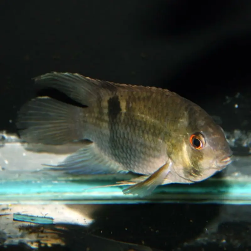 Keyhole Cichlid - Cleithracara maronii - Juvenile