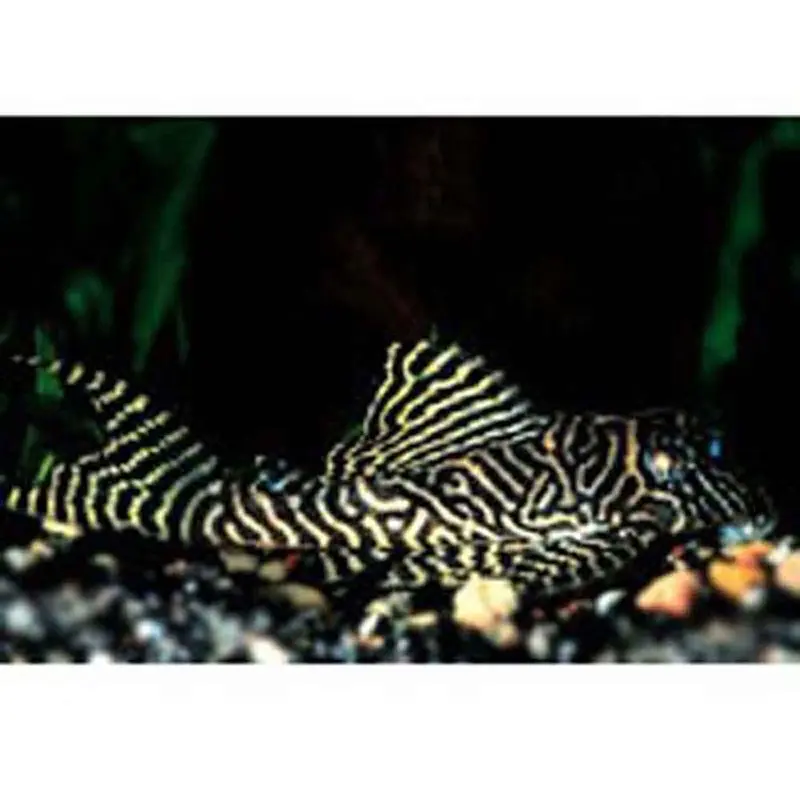 King Tiger Pleco - Hypancistrus sp. L066