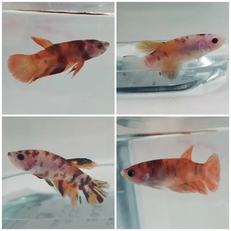 Koi Nemo Plakat Betta - Betta splendens - Male