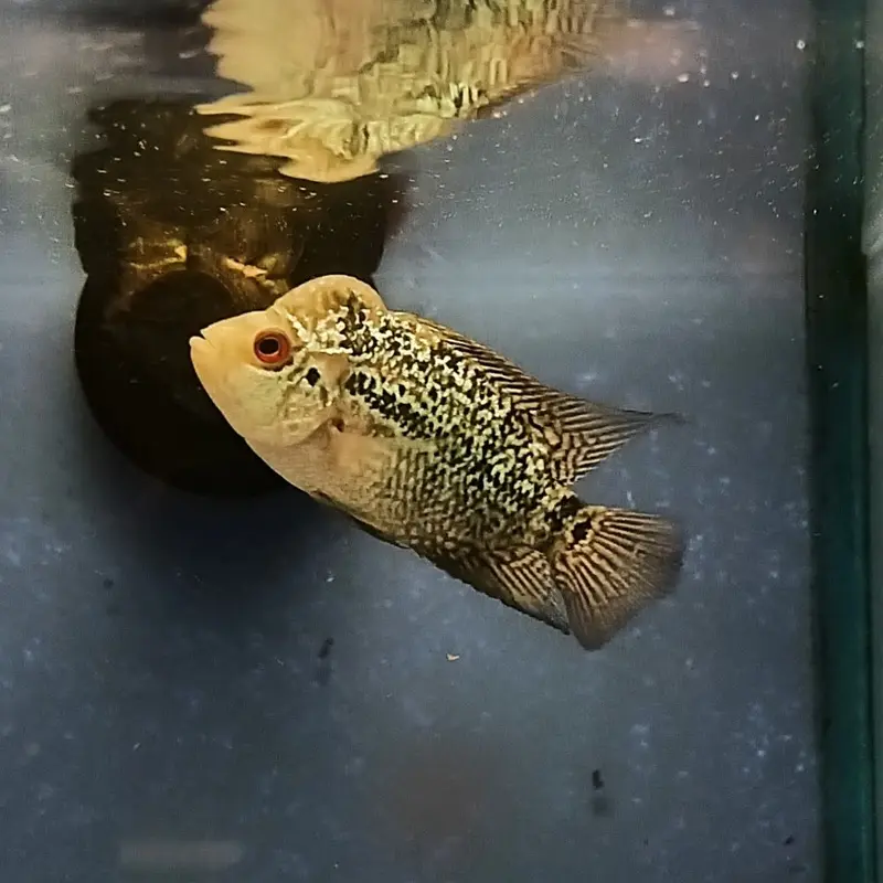 Magma Flowerhorn