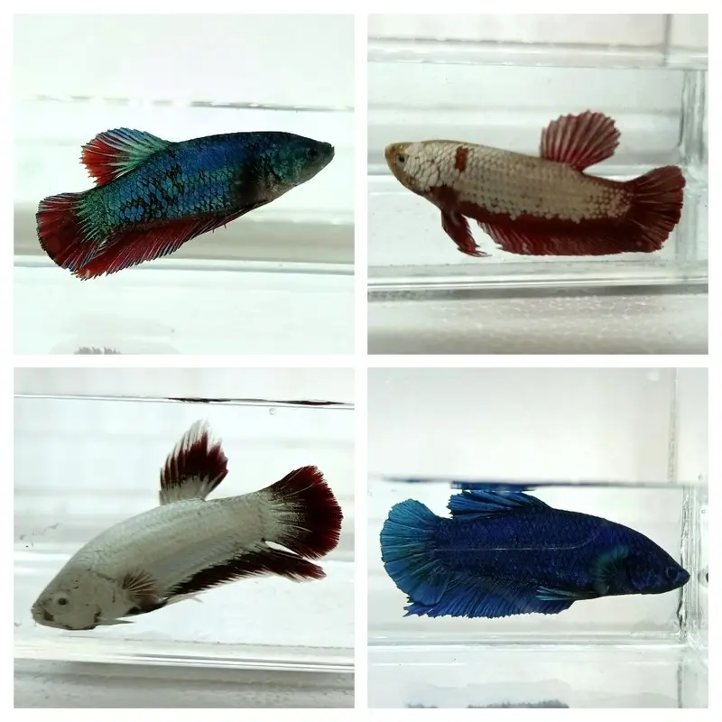 Metallic Plakat Betta - Betta splendens - Male