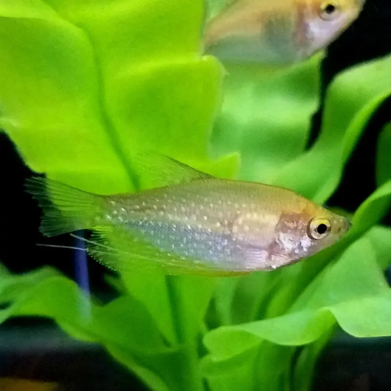 Pearl Gourami - Trichogaster leerii