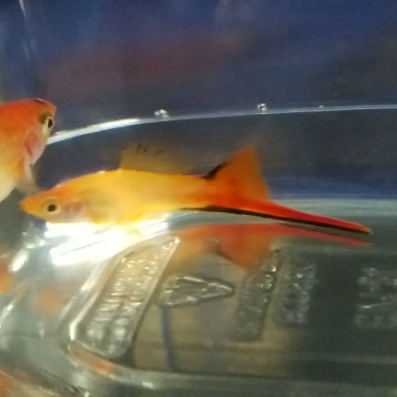 Pink Coral Swordtail - Xiphophorus helleri