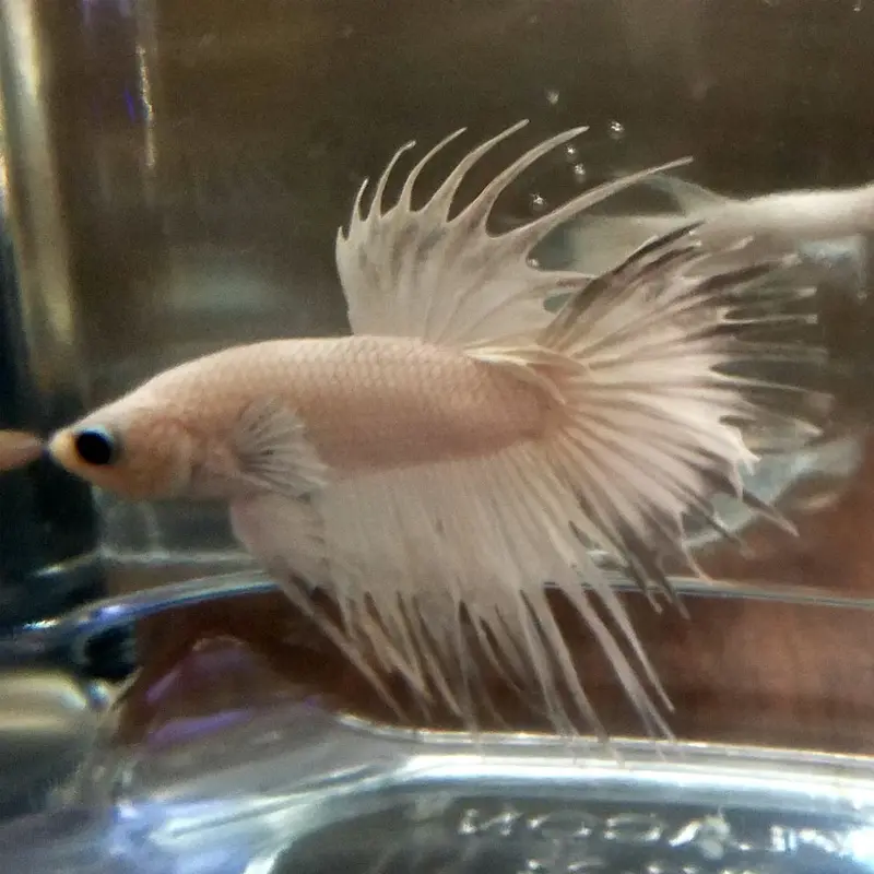 Platinum White Crowntail Betta - Betta splendens -Female