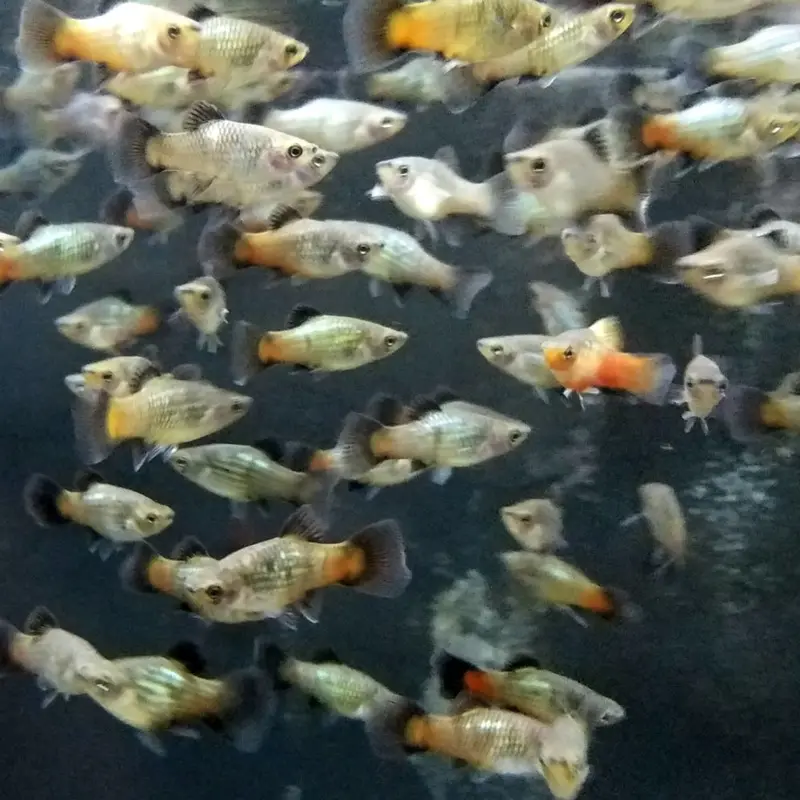 Rainbow Platy - Xiphophorus maculatus