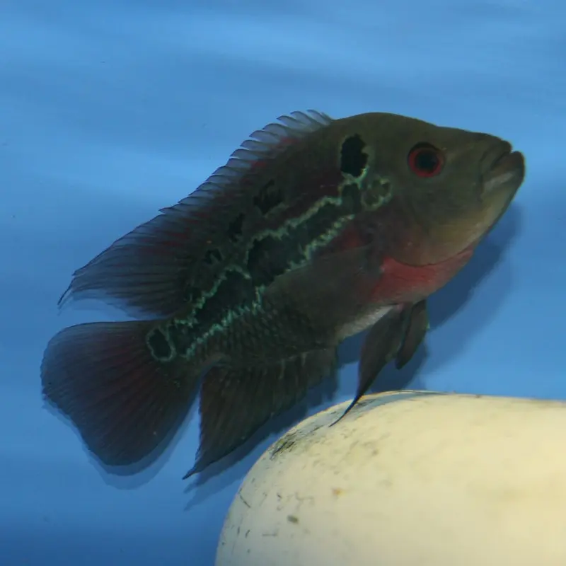 Red Dragon Flowerhorn