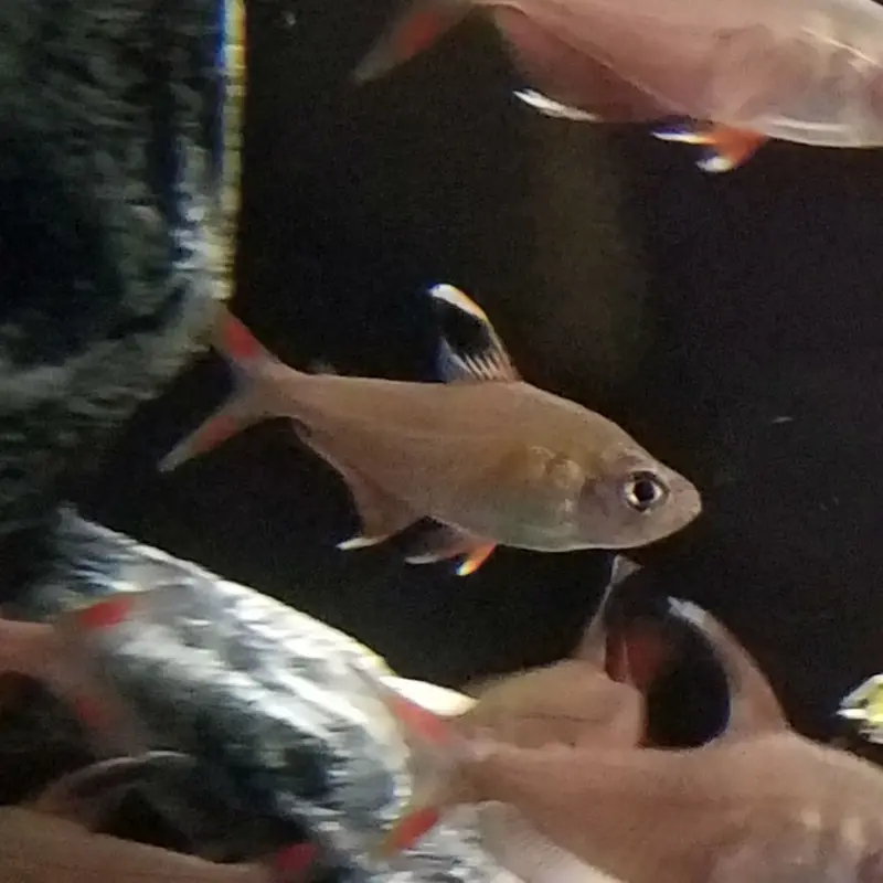 Rosy Tetra - Hyphessobrycon rosaceus