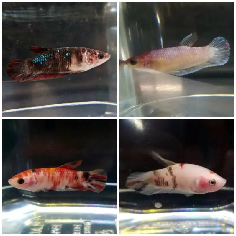 Roundtail Betta - Betta splendens - Female
