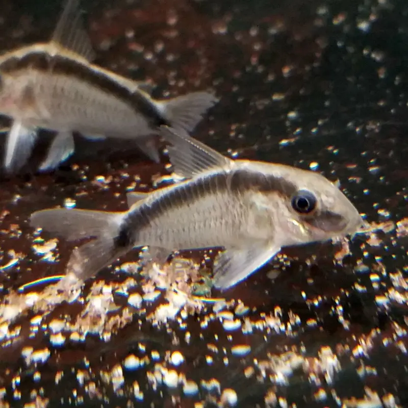 Skunk Cory - Corydoras arcuatus
