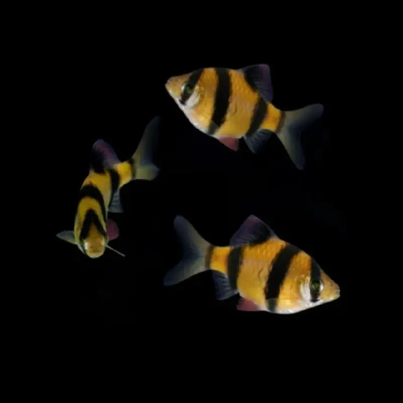 Sunburst Orange GloFish Barb - Puntius tetrazona