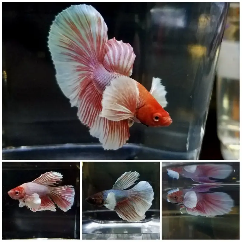 Super Delta Betta - Betta splendens - Male