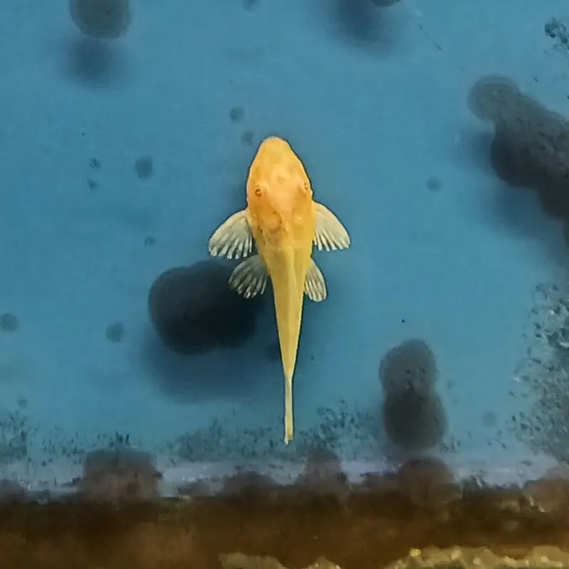 Albino Trinidad Pleco - Hypostomus plecostomus - Small
