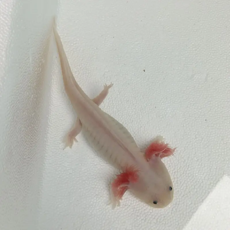Assorted Axolotl - Ambystoma mexicanum