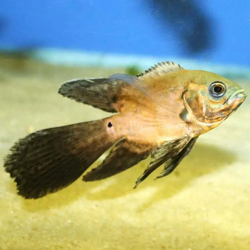 Assorted Longfin Oscar