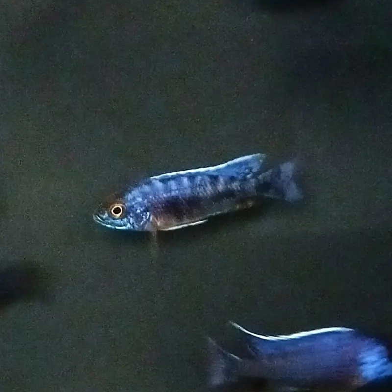 Blueberry Peacock - Aulonocara sp. - Juvenile