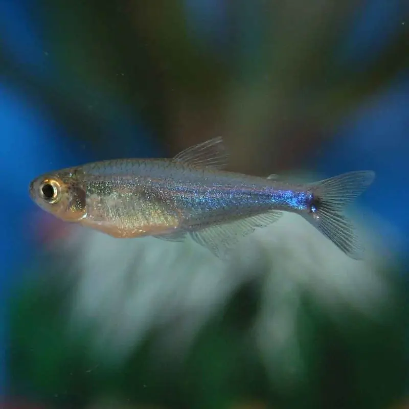 Cochu's Blue Tetra - Boehlkea fredcochui