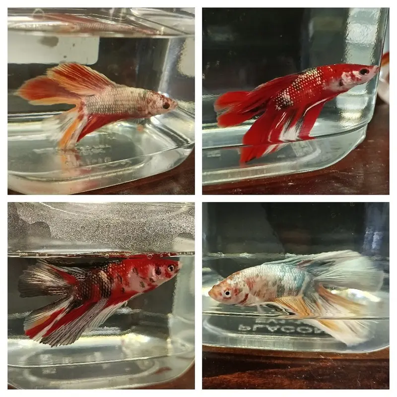 Doubletail Nemo Betta - Betta splendens - Male