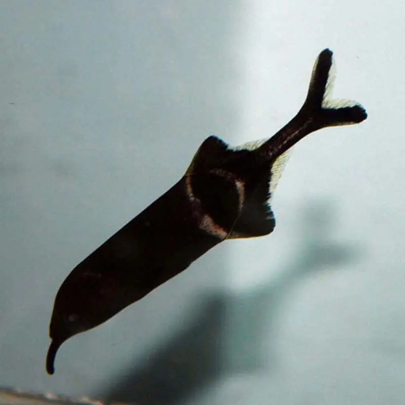 Elephantnose Fish - Gnathonemus petersii