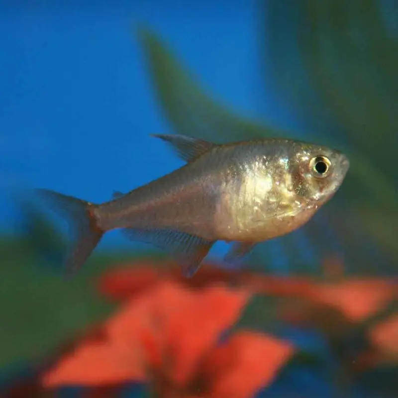 Flame Tetra - Hyphessobrycon flammeus