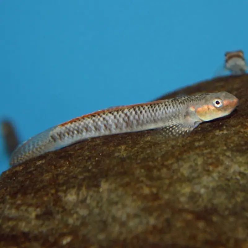 Freshwater Neon Goby - Stiphodon atropurpureus