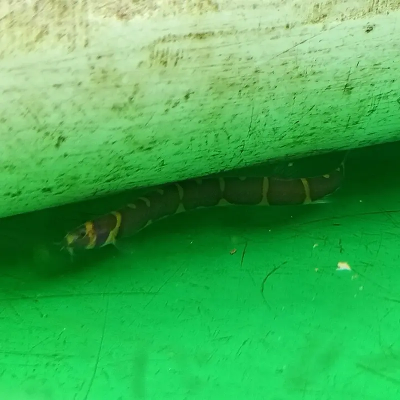 Giant Kuhli Loach - Pangio myersi