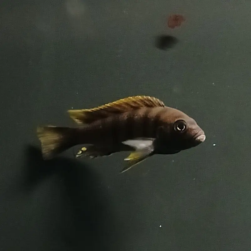 Green Afra - Cynotilapia afra - Large Juvenile