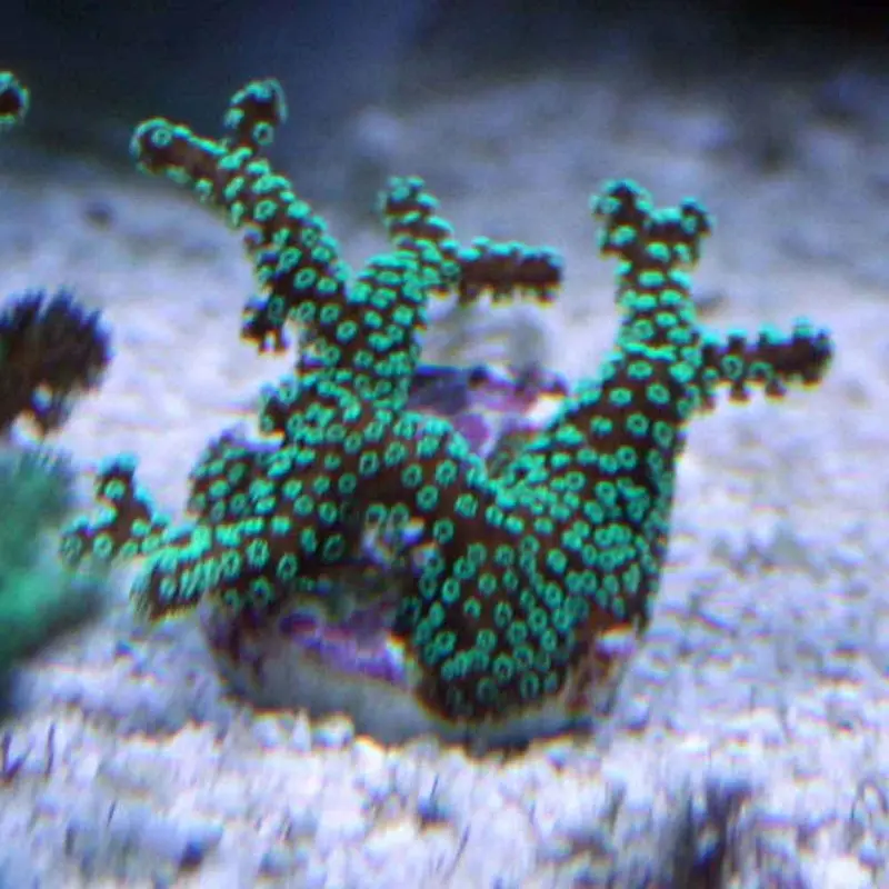 Green Bird's Nest Frag - Seriatopora sp.