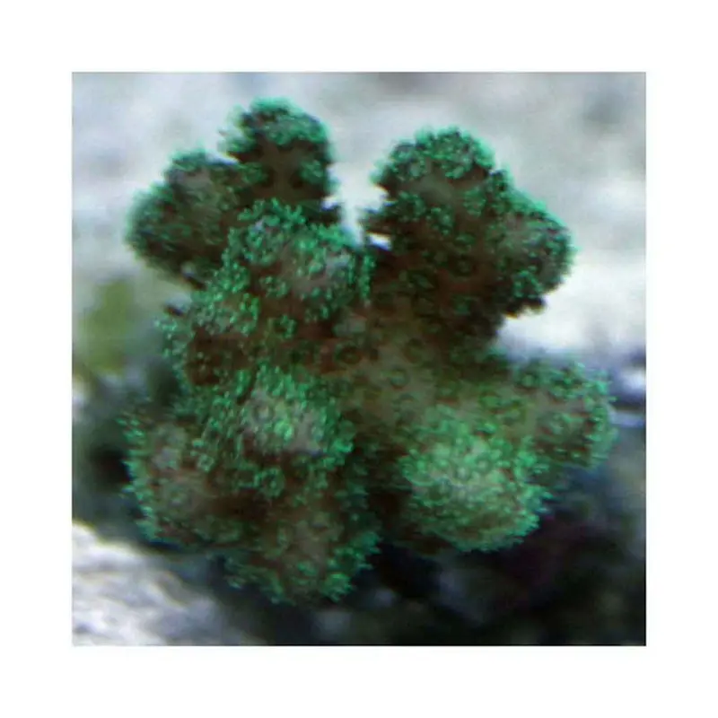 Green Pocillopora Frag - Pocillopora damicornis