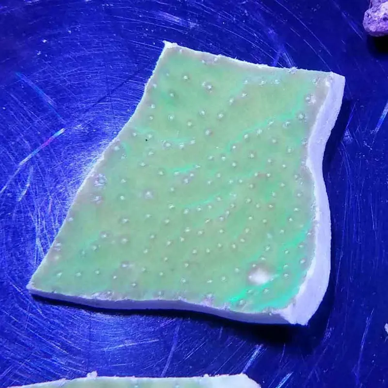 Green Scroll Coral Frag - Turbinaria reniformis