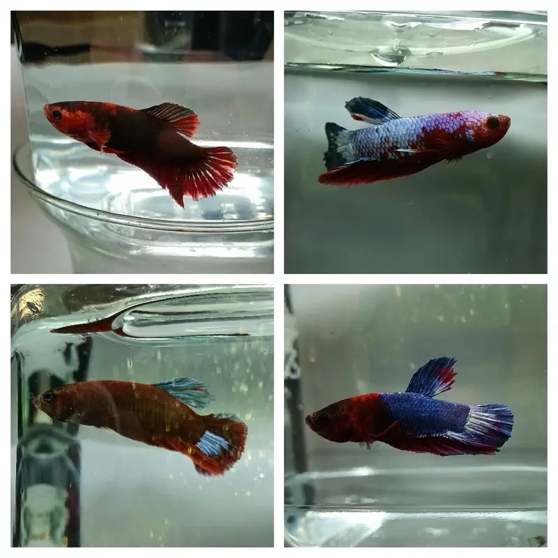 Hellboy Plakat Betta - Betta splendens - Male