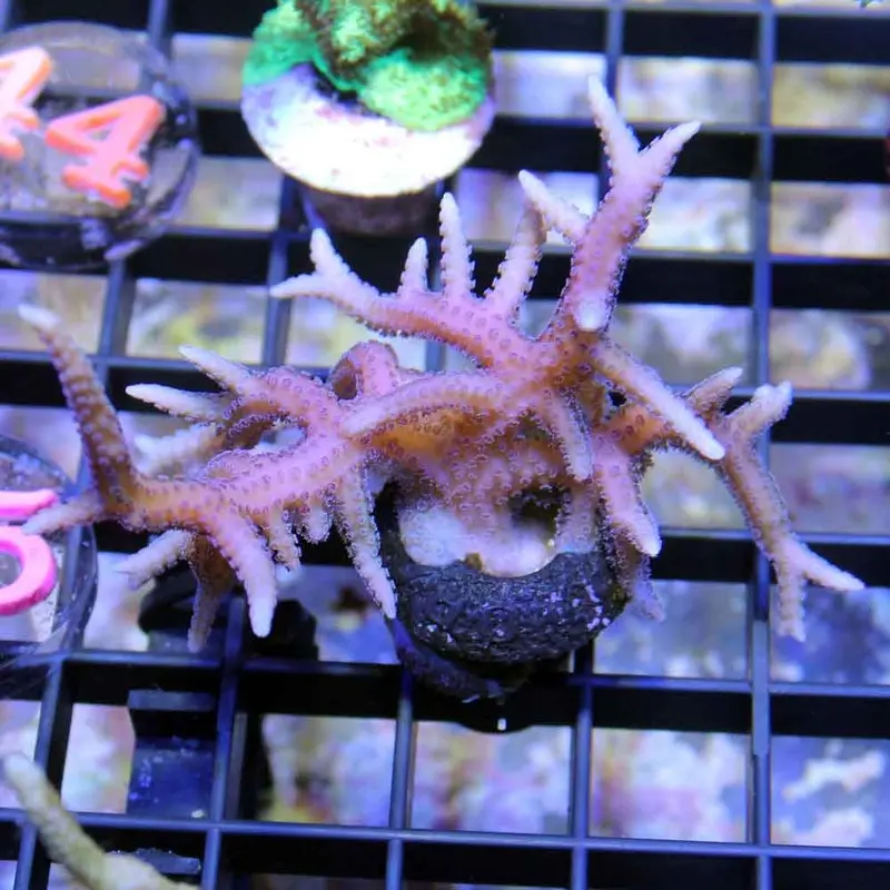 Hyacinth Bird's Nest Frag - Seriatopora hystrix (ORA)