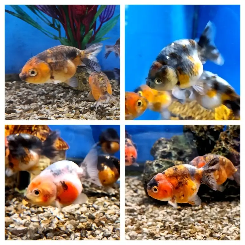Kirin Ranchu Goldfish